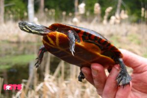 Painted turtle