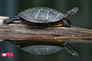 Eastern Painted Turtle