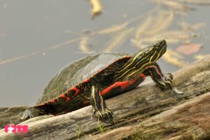 Western Painted Turtle