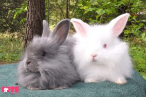 French Angora