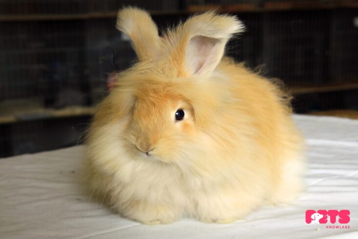 Angora Rabbit