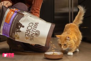 What Is Senior Cat Food?