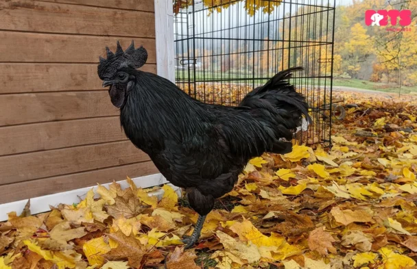 Black Chicken