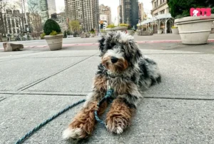 The Popularity Of Bernedoodle