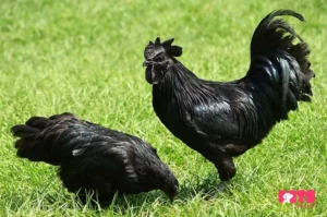 A Brief History Of The Black Chicken