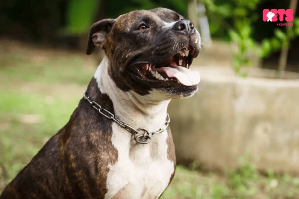 Brindle Pitbull