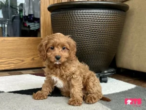 Cavapoo Puppies: Capturing Hearts with Their Cuteness