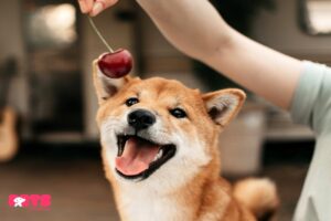 How to Handle a Cherry that Eaten by Your Dog