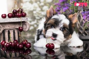 Which parts of cherries are most dangerous for dogs?