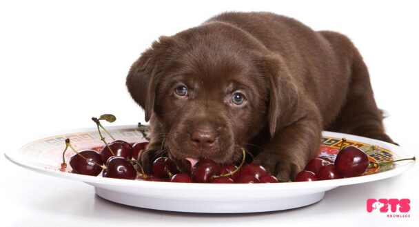 Can Dogs Eat Cherries Safely