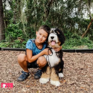 Childrens And Bernedoodles: A Match Made In Heaven