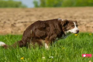 Diagnosing Horrendous In Dog’s Poop: