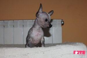 Hairless Chihuahua