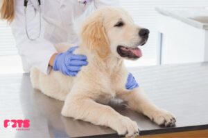 How Veterinarians Diagnose Hookworms in Dogs