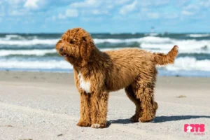 How To Feed An Irish Doodle