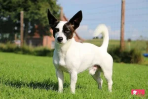 What Is A Jack Russell Chihuahua Mix