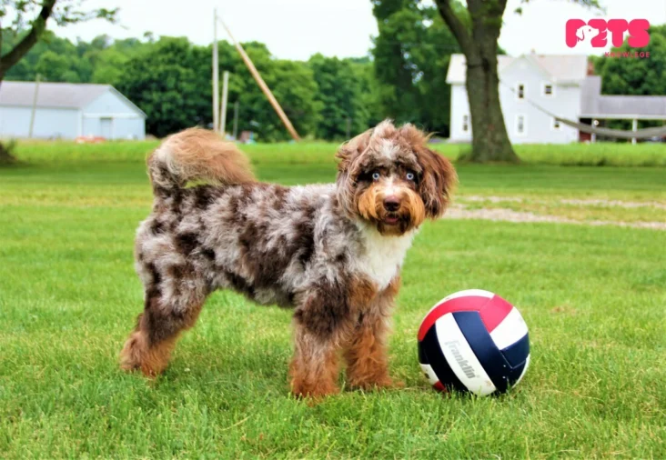 Mini Aussiedoodle