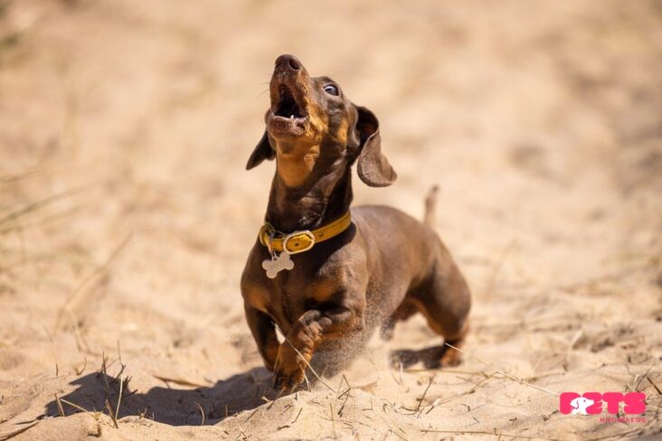 miniature dachshund