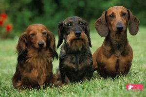 miniature dachshund fur