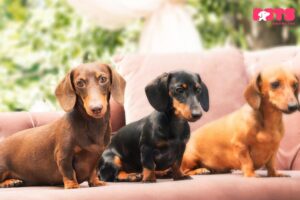 miniature dachshund