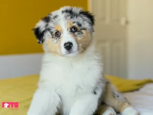 Toy Australian Shepherd Puppies