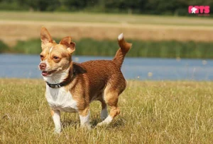 What the Personality Of The Mixed Jack Russell