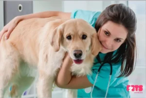 When To Seek Veterinary Care