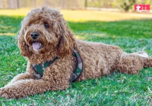 Cavapoo Lifespan and Health