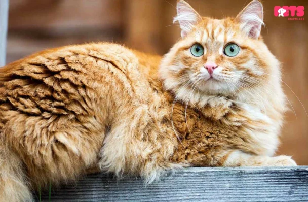 Siberian Cat