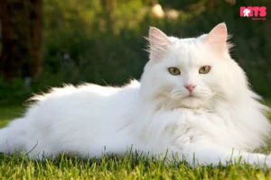 The Captivating Siberian Cat: A Regal Breed