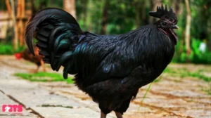 The Future of the Black Chicken Breed