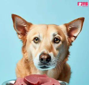 Can Dogs Eat Raw or Canned Tuna?