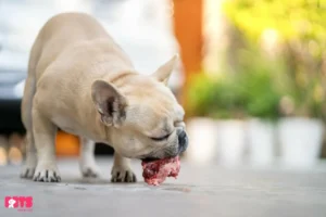 A Safe Raw Chicken Diet For Dogs