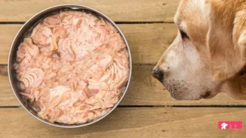 Can Dogs Eat Tuna