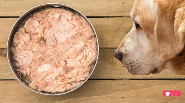 Can Dogs Eat Tuna