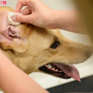 Common Causes Of Head Shaking In Dogs