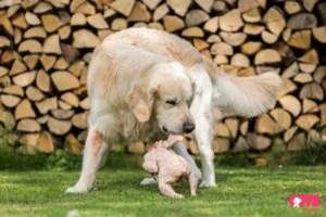 Can Dogs Have Raw Chicken?