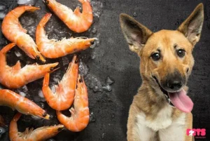 Could Dogs Eat Crude Shrimp?