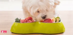 Can Puppies Eat Tuna?