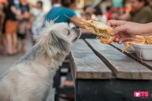 Is Shrimp Safe For Dogs?