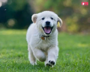 Physical Signs Of A Happy Dog