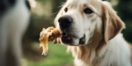 Can Dogs Eat Raw Chicken?