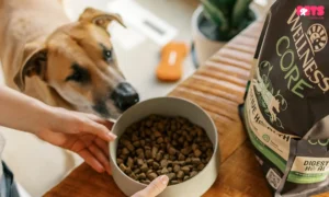 When Can Puppies Eat Dry Kibble?