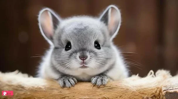 Baby Chinchilla