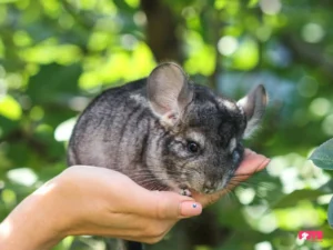 Understanding Baby Chinchilla